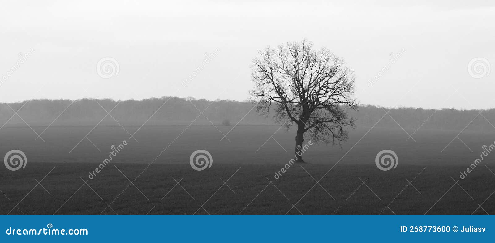 Photo En Noir Et Blanc Avec Arbre Noir Et Blanc Photo stock - Image du