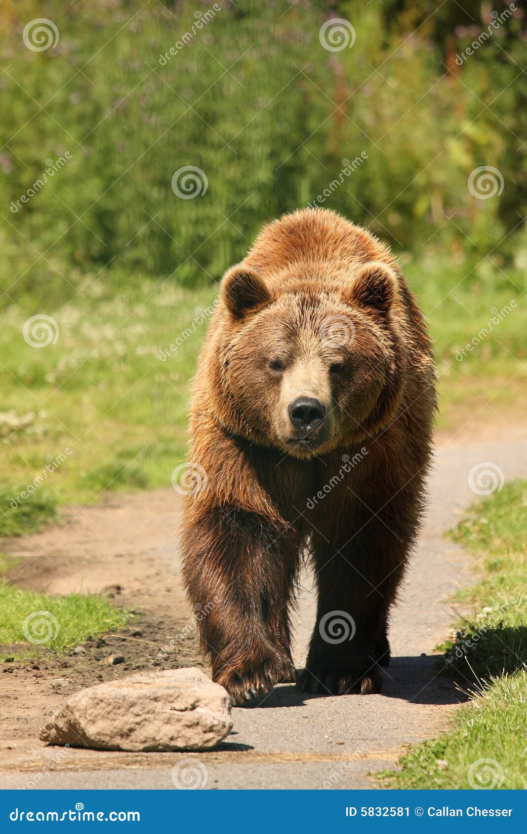 photo of a european brown bear