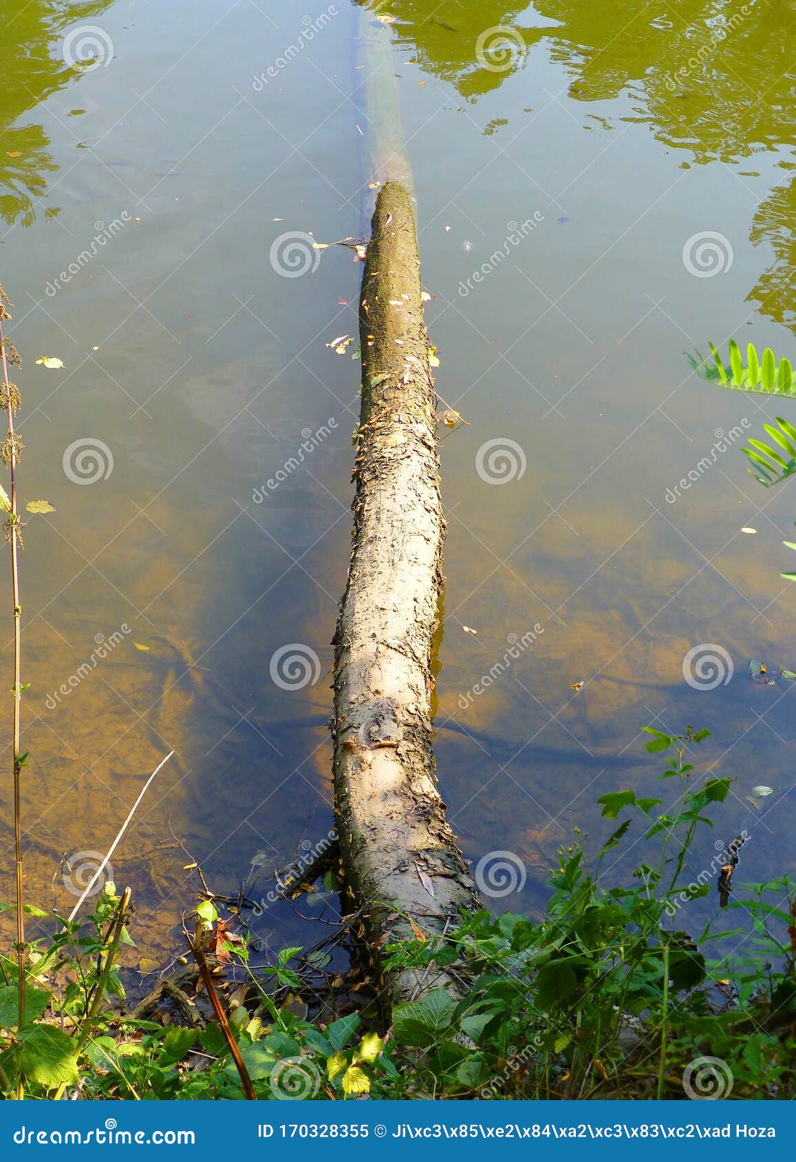 fallen tree partialy submerged in the shallow water