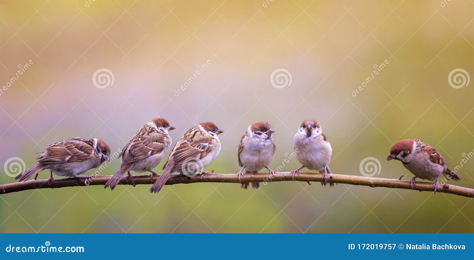 photo with a flock of funny birds and chicks sparrows sit on a branch in a sunny summer garden and chirp merrily