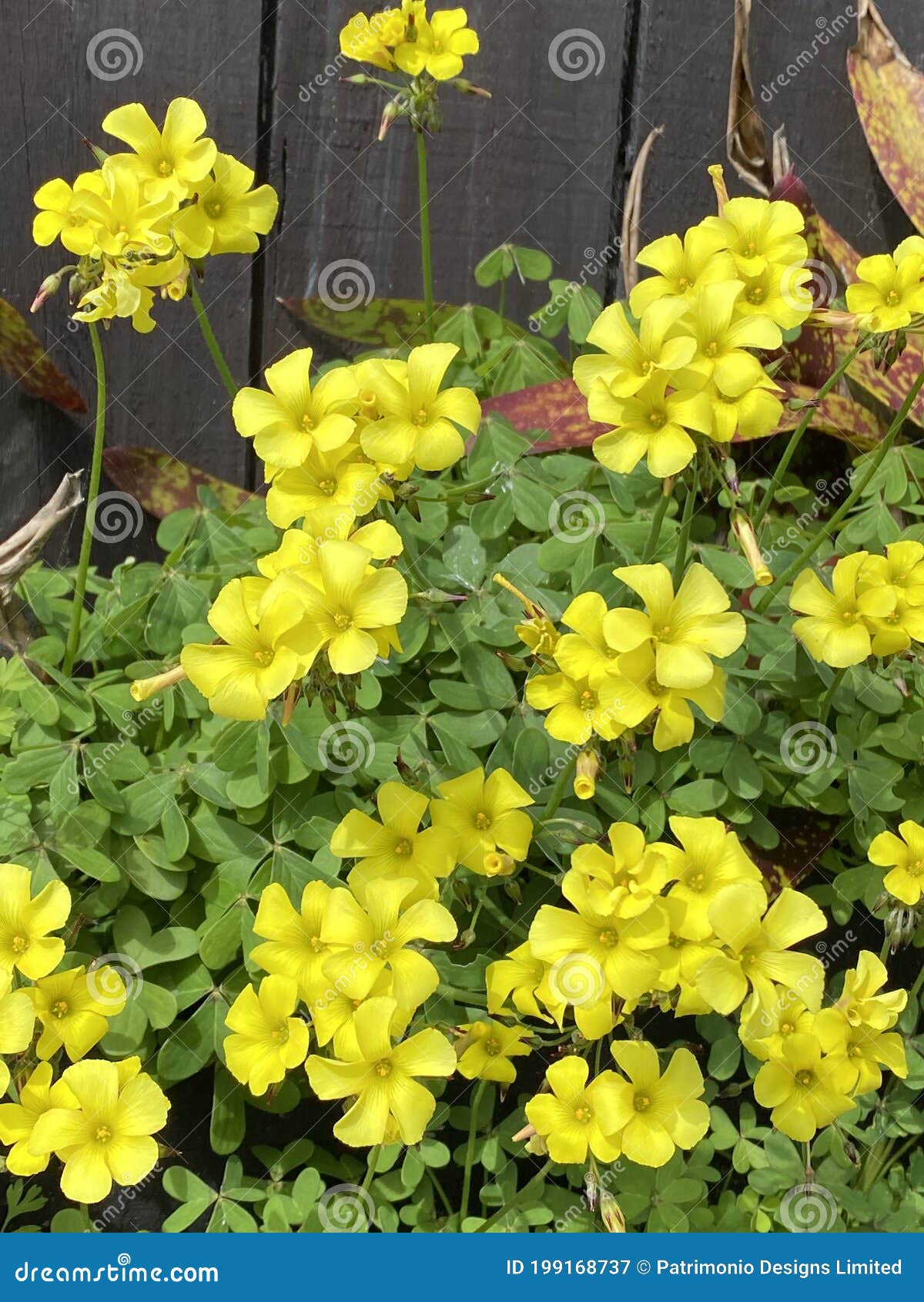 bermuda buttercup bermuda buttercup