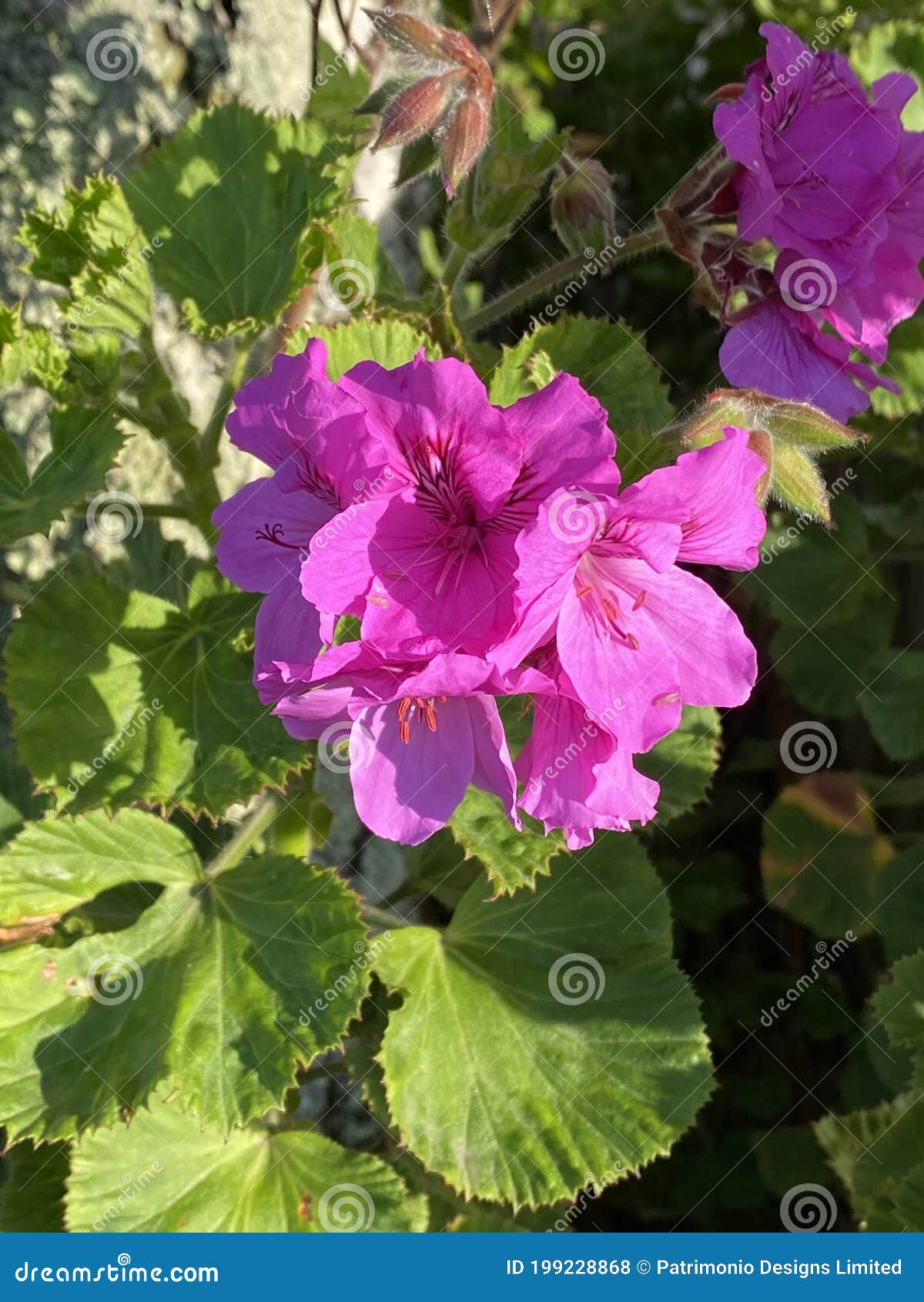 photo of the flower of horseshoe geranium , common pelargonium , horseshoe stork`s-bill