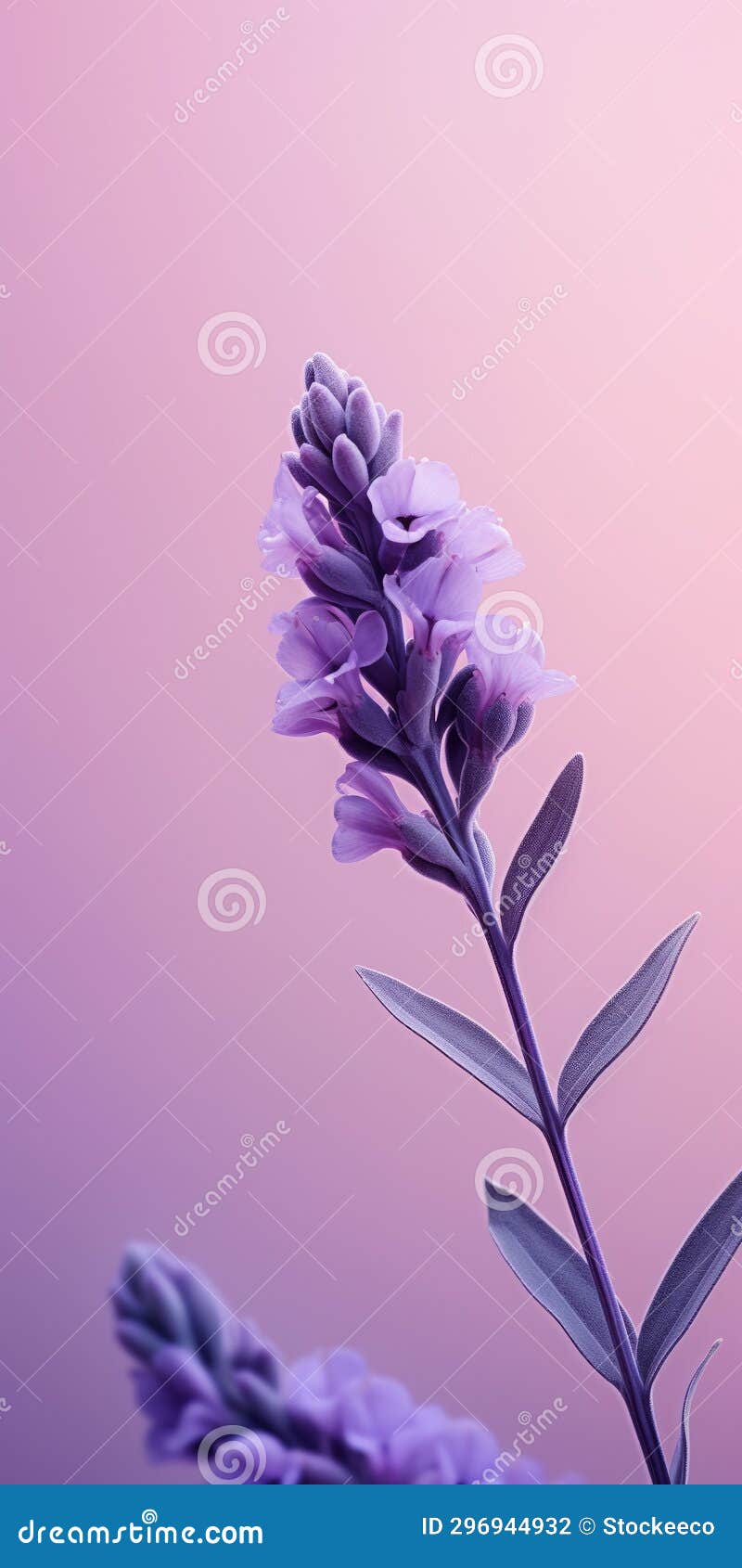 Minimalist Lavender Mobile Wallpaper for Best and Lg Un7300 Stock Photo -  Image of sharp, background: 296944932, image size:800x1690