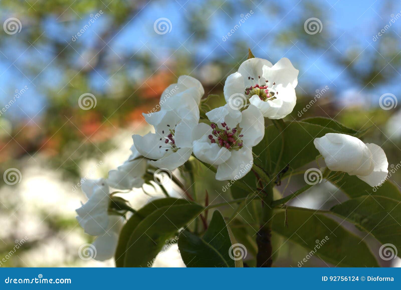 Photo of Flowers on Apple Trees Stock Photo Image of meadow, ecology