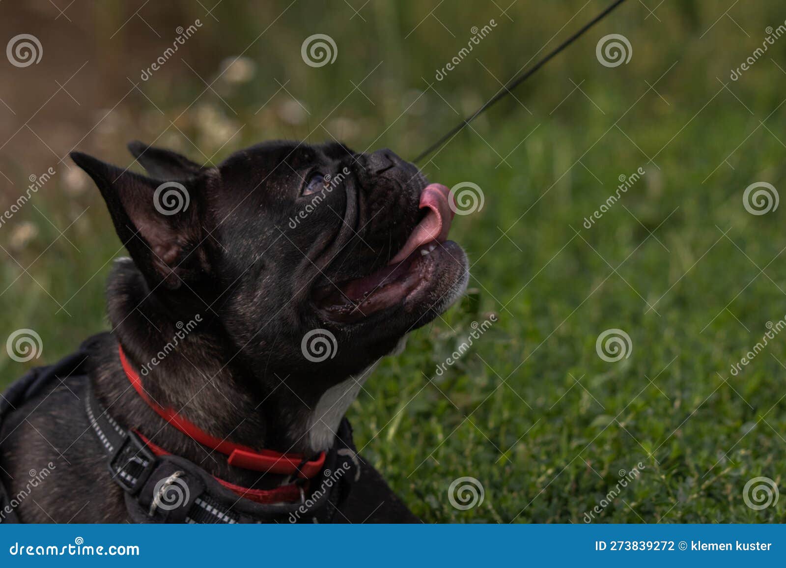 Photo of french bulldog stock photo. Image of snout - 273839272