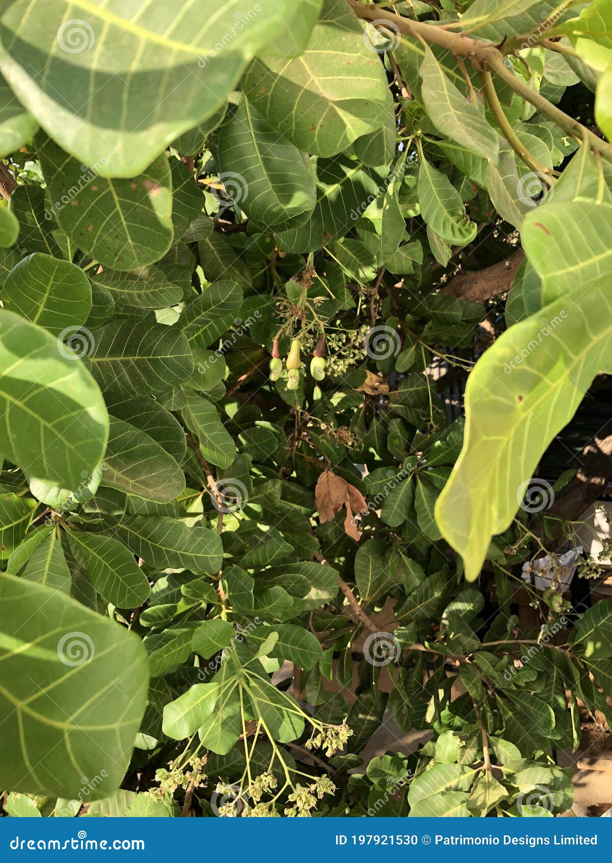 photo of fruit of cashew tree anacardium occidentale