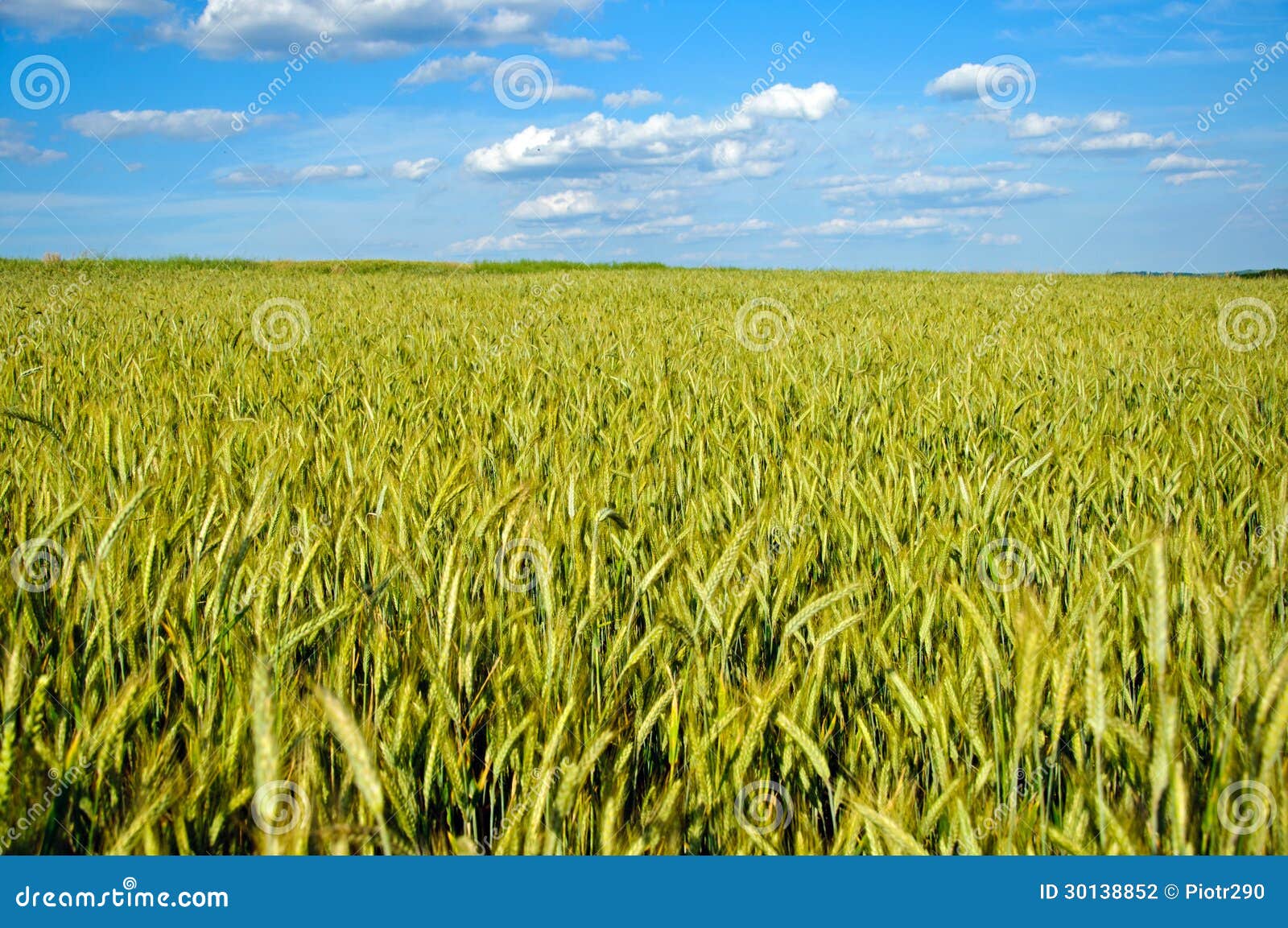 Fully grown grain stock photo. Image of season, flour 30138852