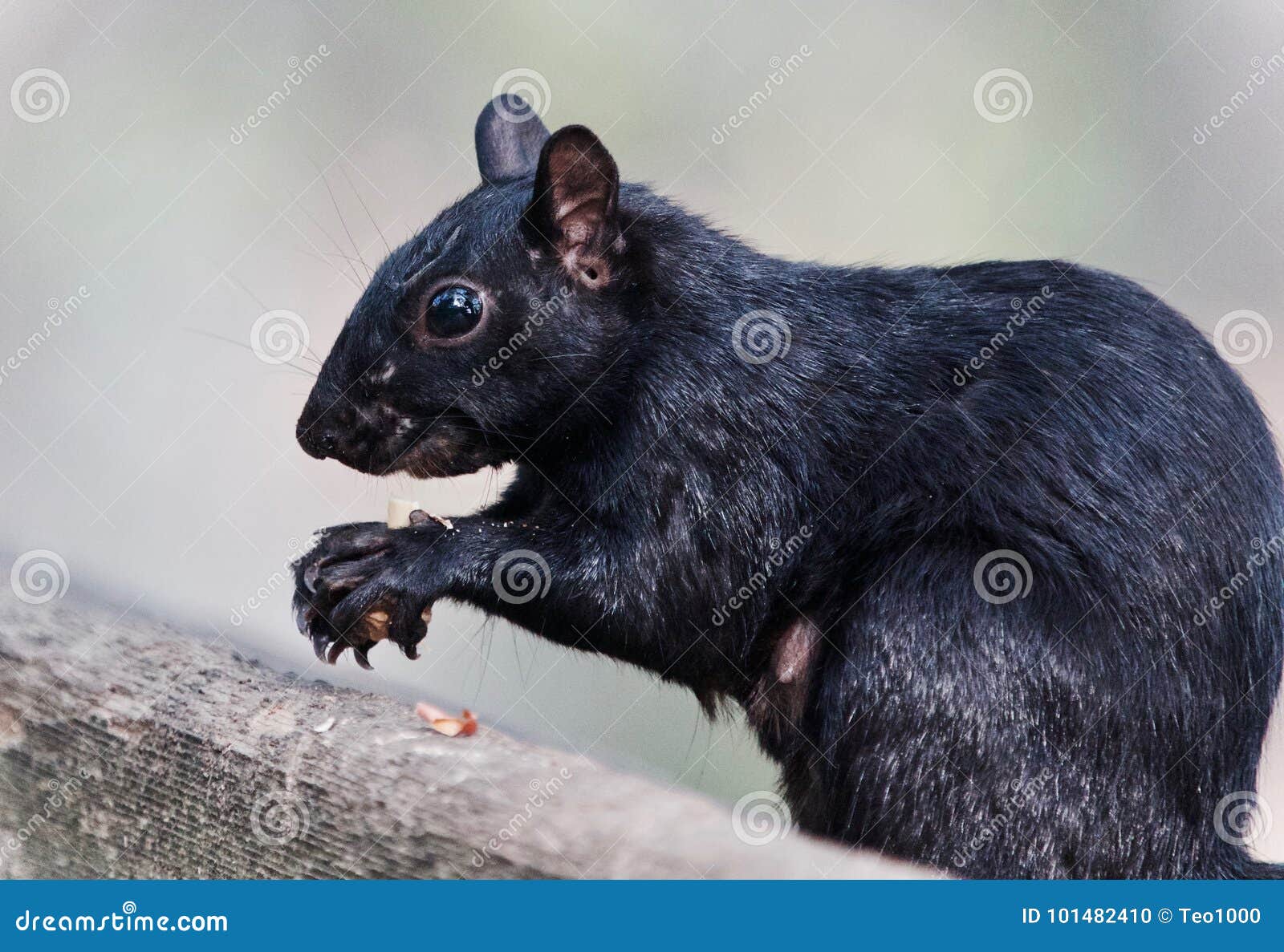 Photo of a Funny Squirrel Eating Nuts Stock Photo Image of