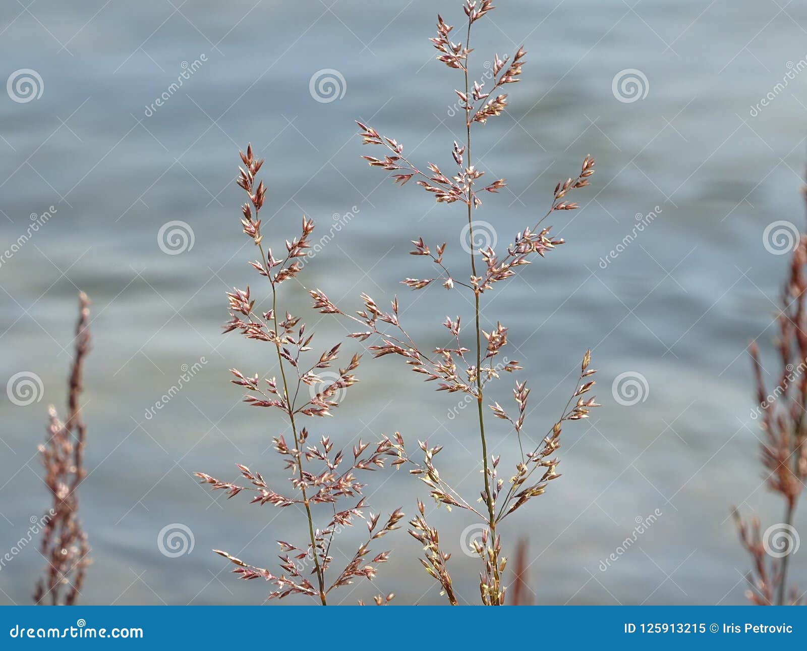 grass, behind river isar near valley fleck, bavaria