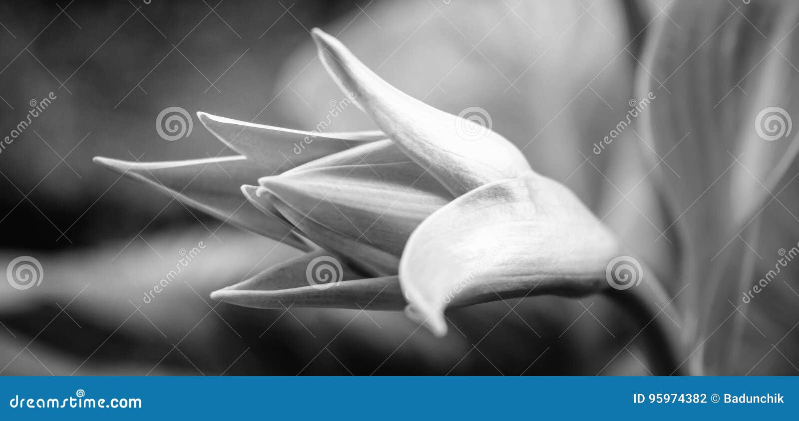 Photo of the green beautiful bud of white flower in the garden black and white