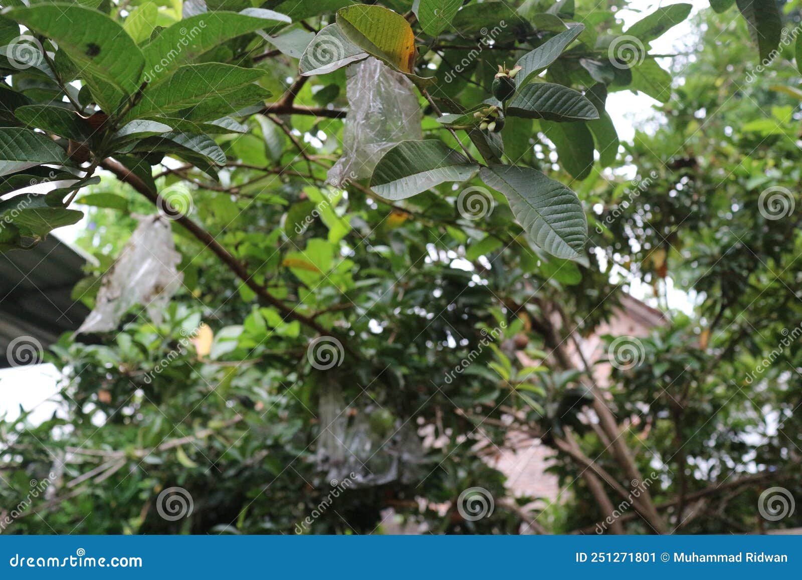 photo of guava plant & x28;psidium guajava linn.& x29; in fruiting