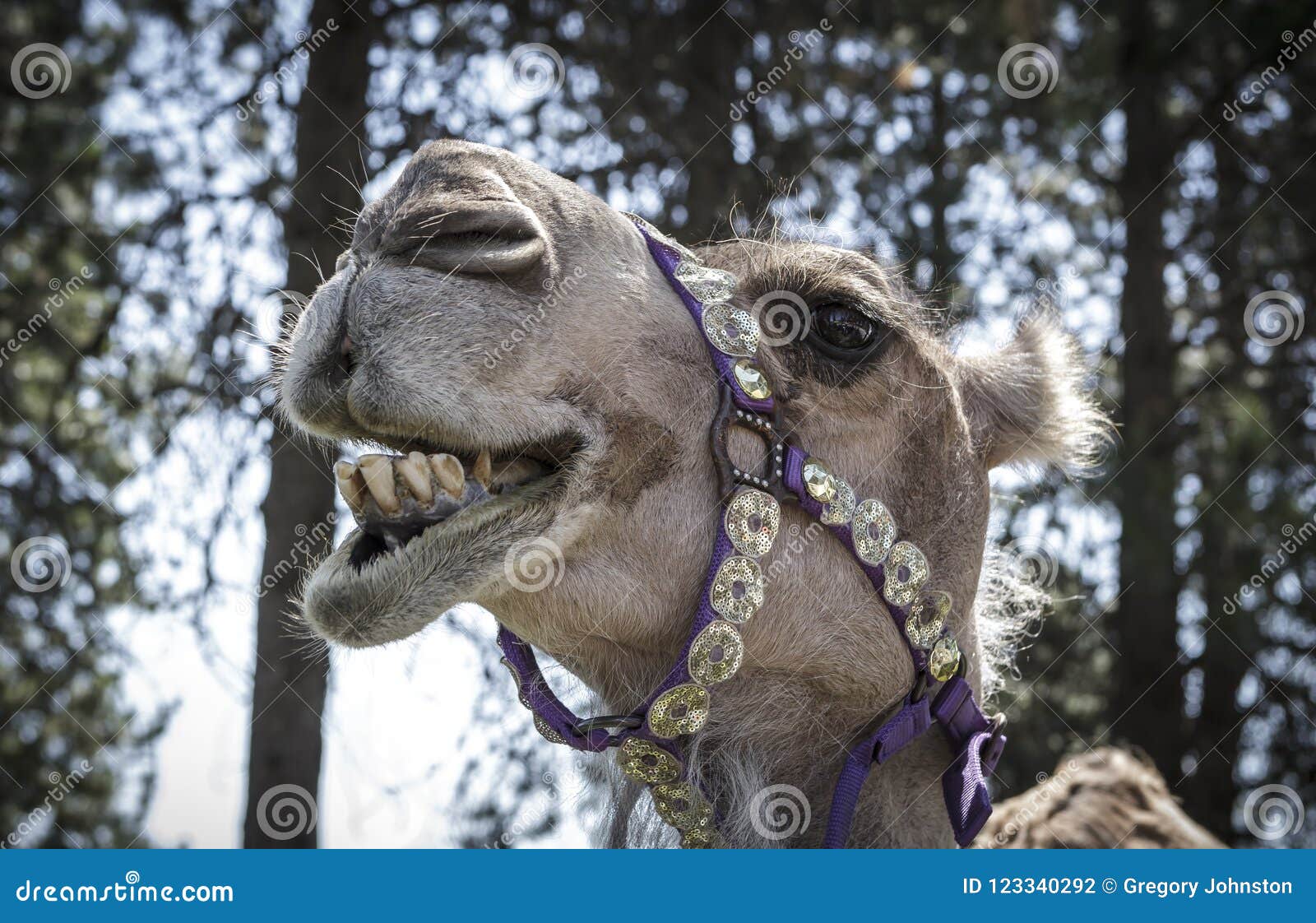 Photo Humoristique De Chameau De Sourire Photo Stock Image Du Mammifere Fermer Photo Humoristique De Chameau De Sourire Photo Stock Image Du Mammifere Fermer
