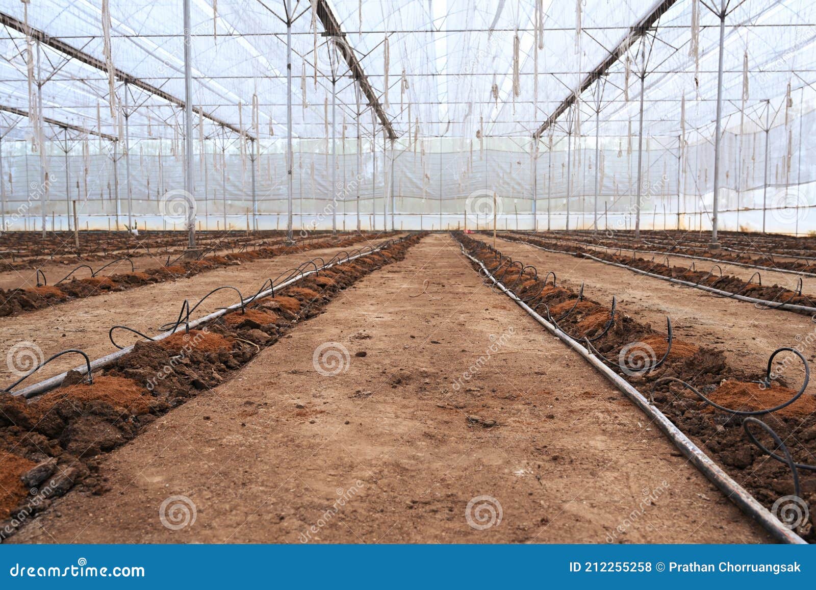 Empty Greenhouse on a Sunny Day Prepared for Seed Sowing. Stock Photo
