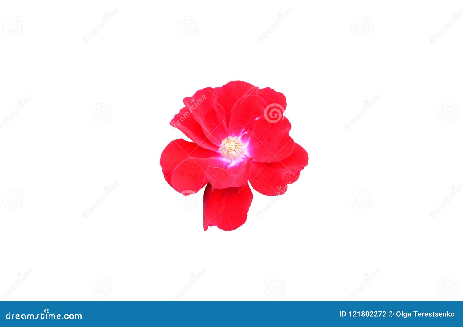 An Isolated Red Flower On White Background Stock Photo - Image of petal