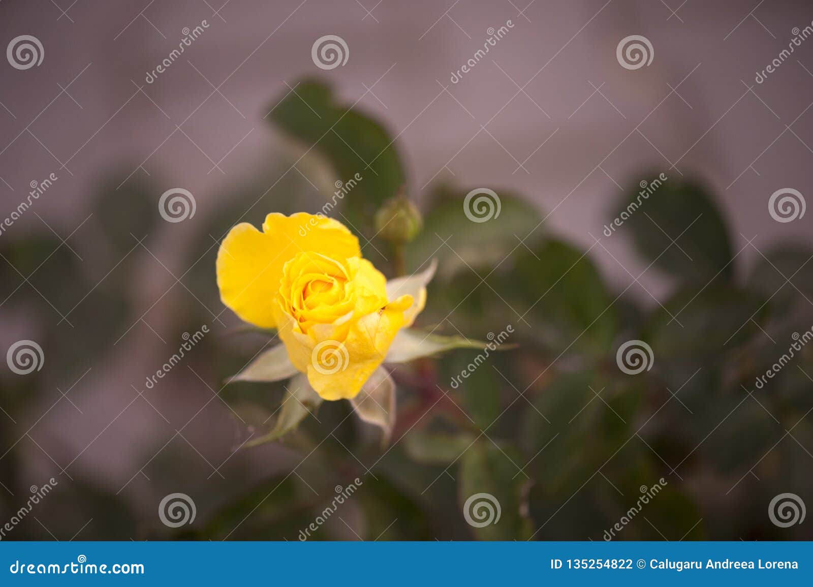 Yellow Rose On A Blurred Background Stock Photo - Image of blurred ...