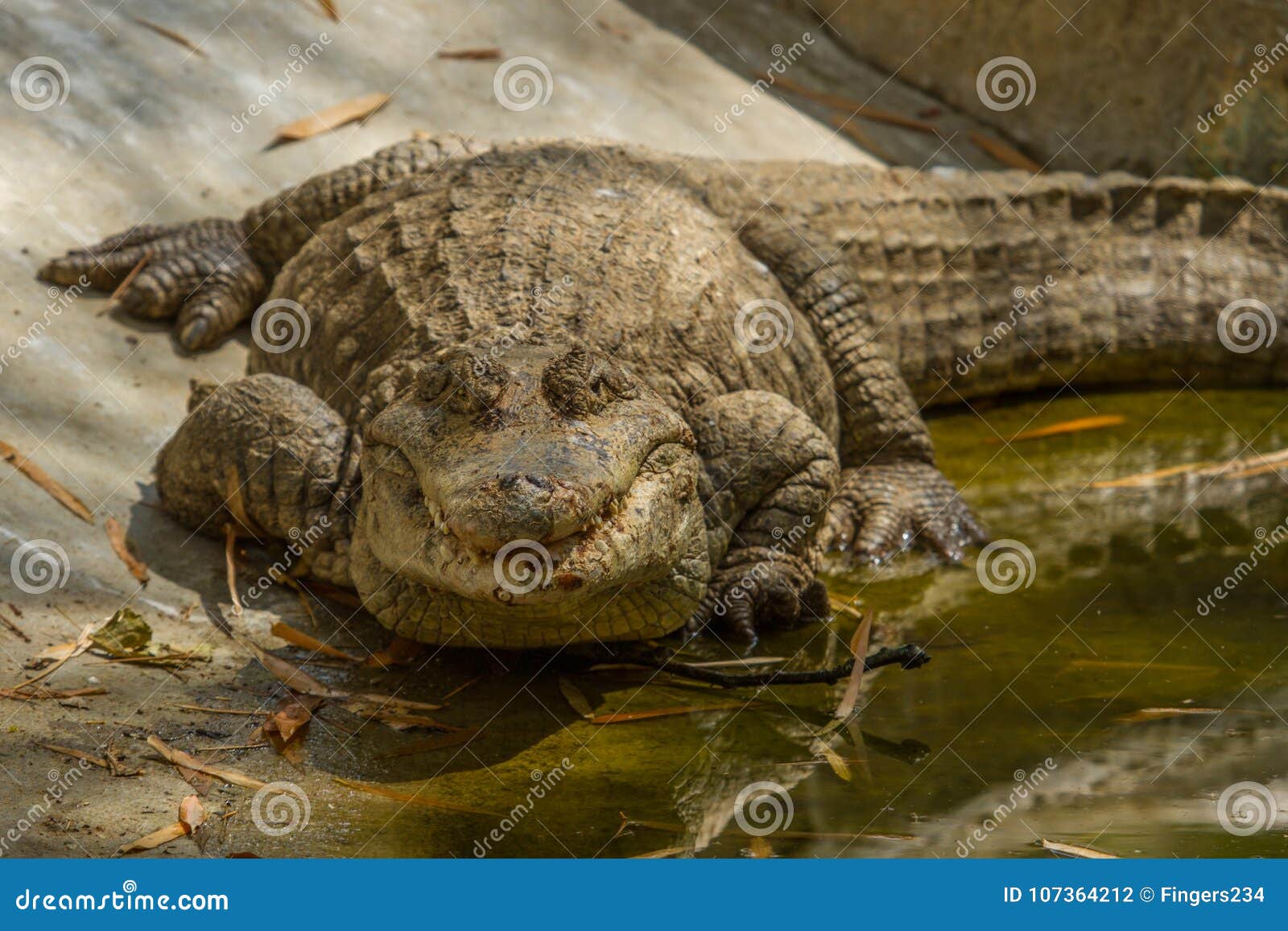 Large Basking American Alligator Gaping Throat Pouch; Okefenokee Swamp National Wildlife Refuge