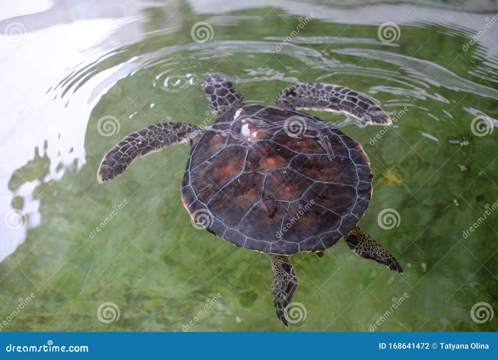 Big Red Turtles in the Water. Turtle Farm in Sri Lanka. Shelter for  Disabled Turtles. a Place Where they Treat Marine Animals that Stock Photo  - Image of active, cute: 168641472