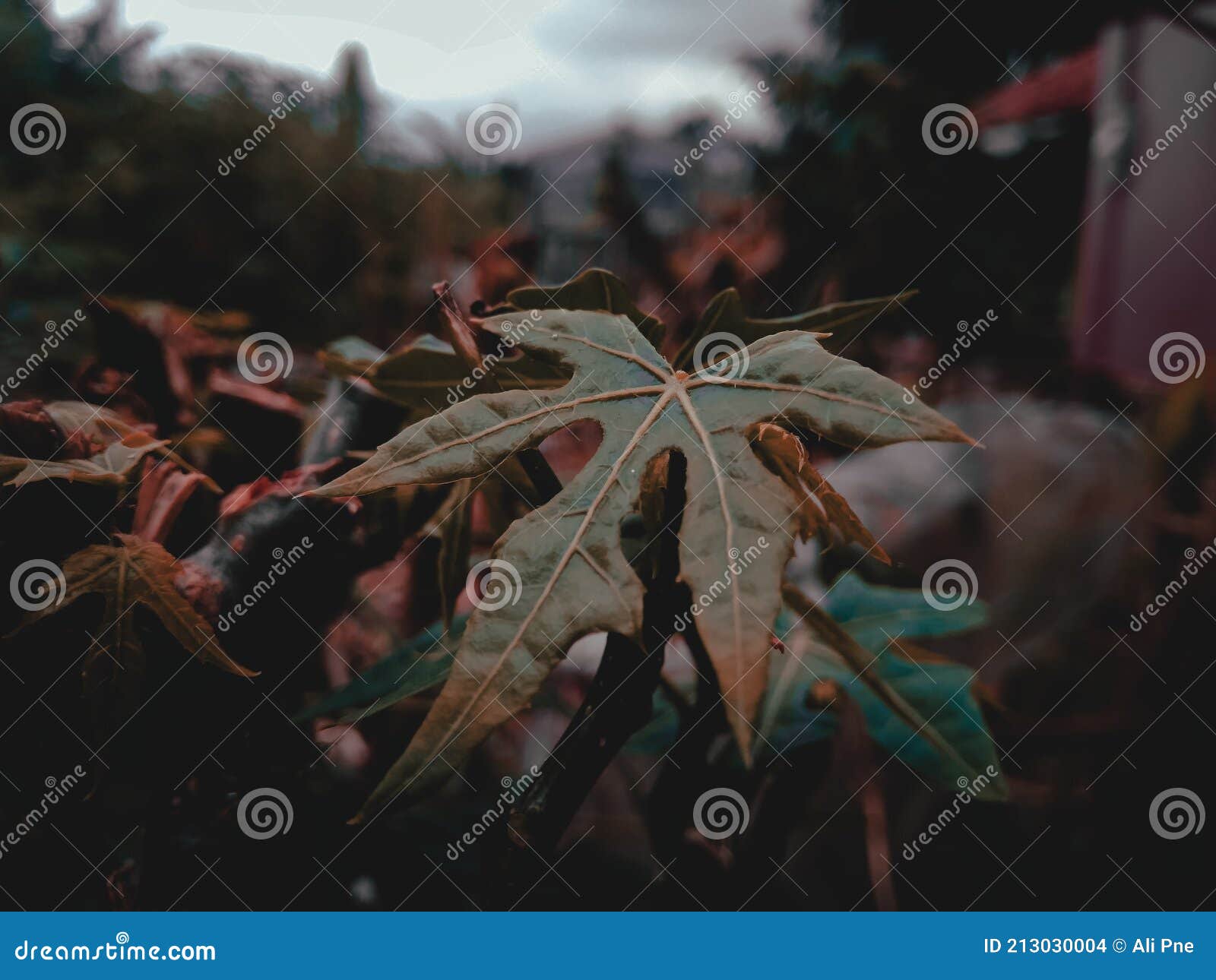 a photo of a leaf with a dark brown lightroom preset