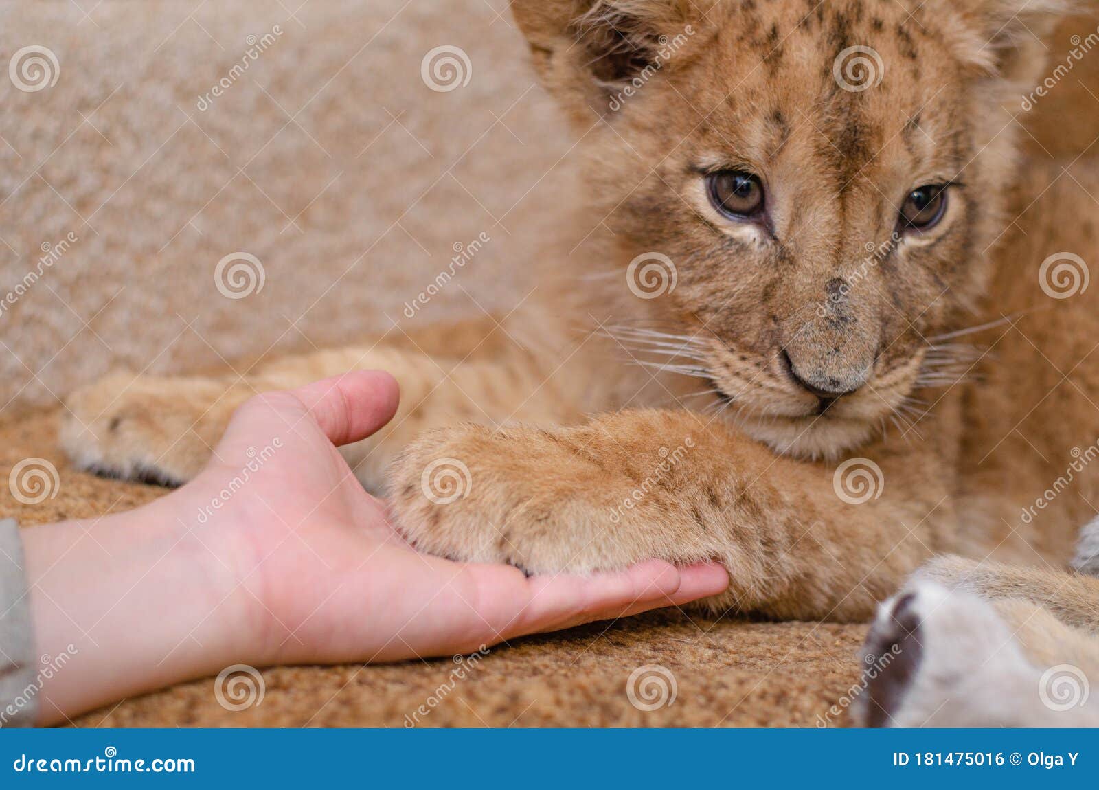 Hand Lion Paw Photos - Free Photos from Dreamstime