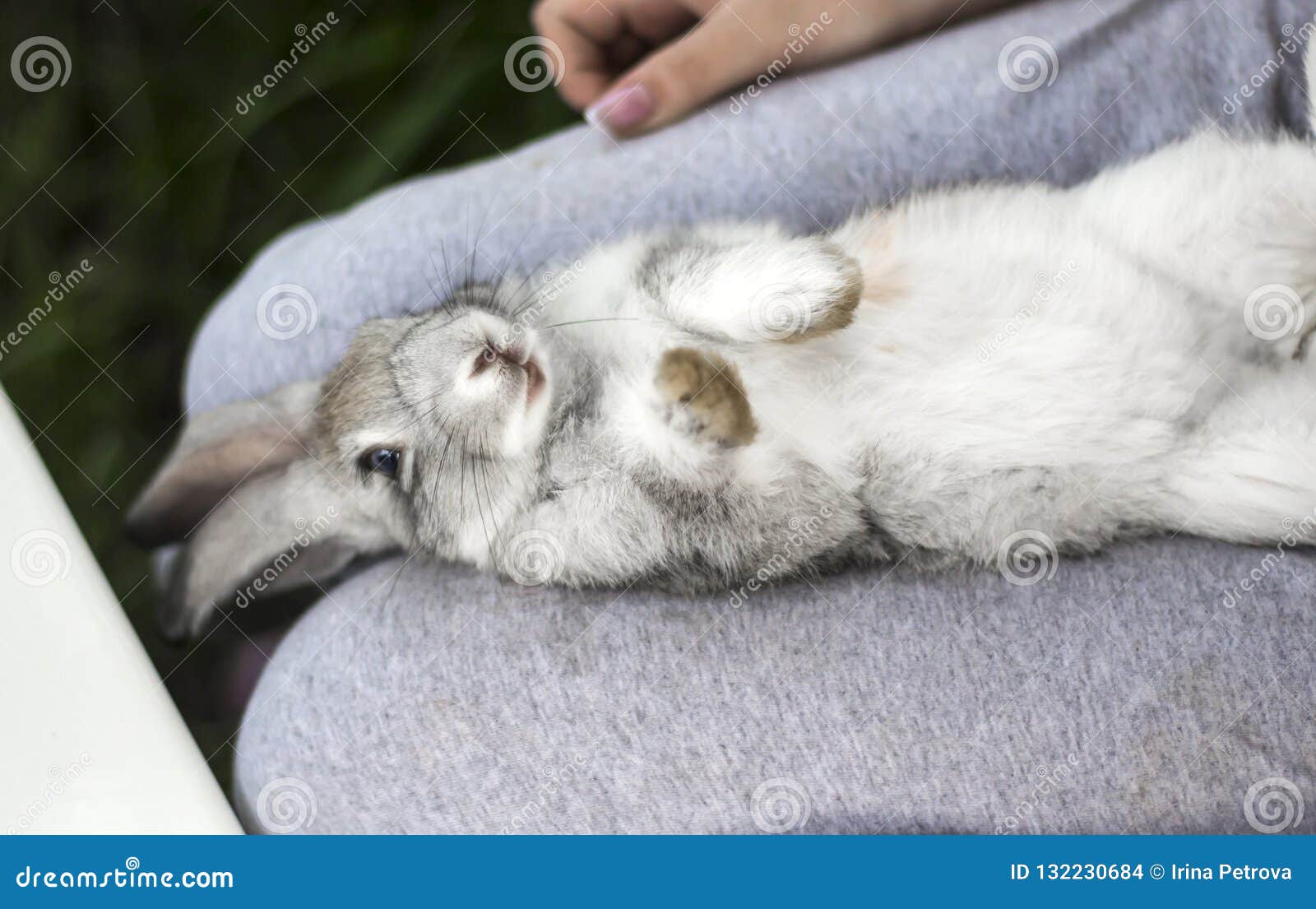 Can Bunnies Lay on Their Backs