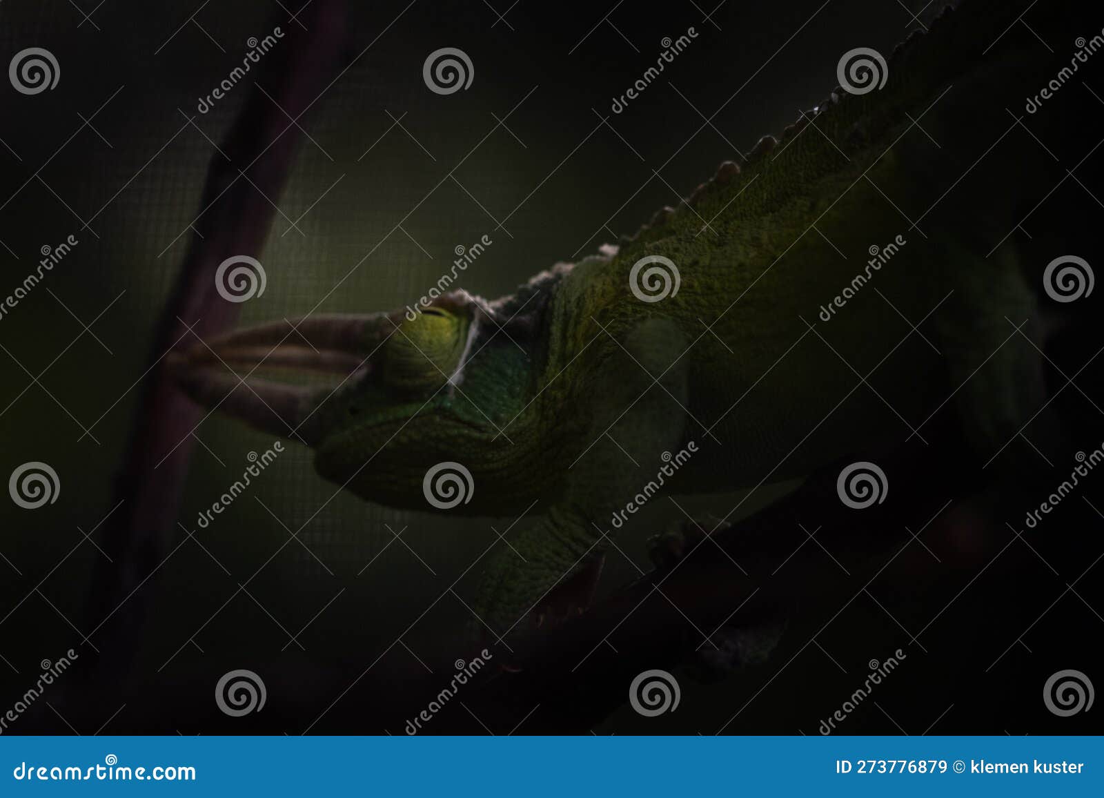 photo of lizard kameleon up close green colors