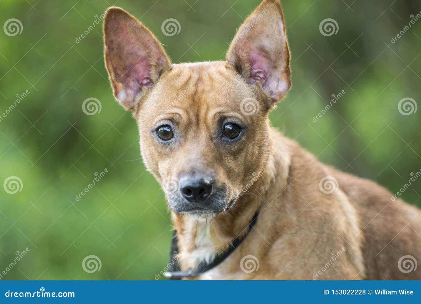 Photo Mélangée Dadoption De Chien De Race De Chiwawa De