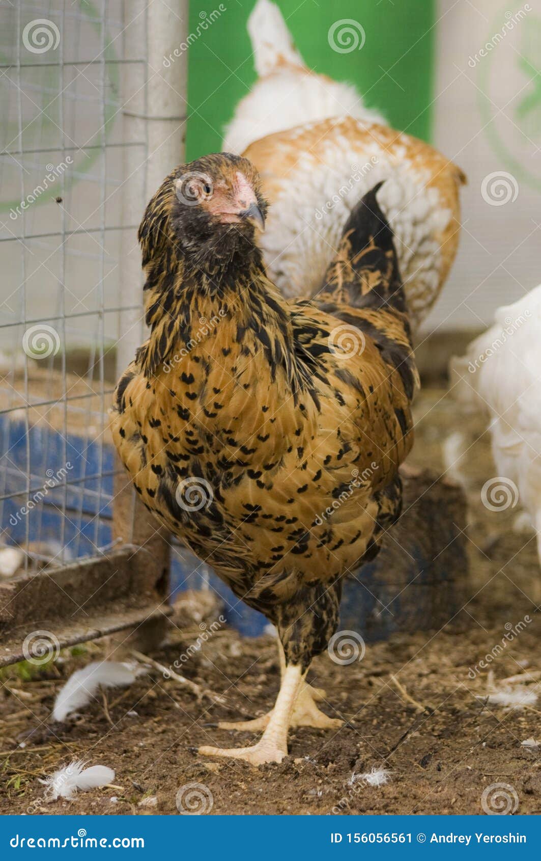 ameraucana cockerel