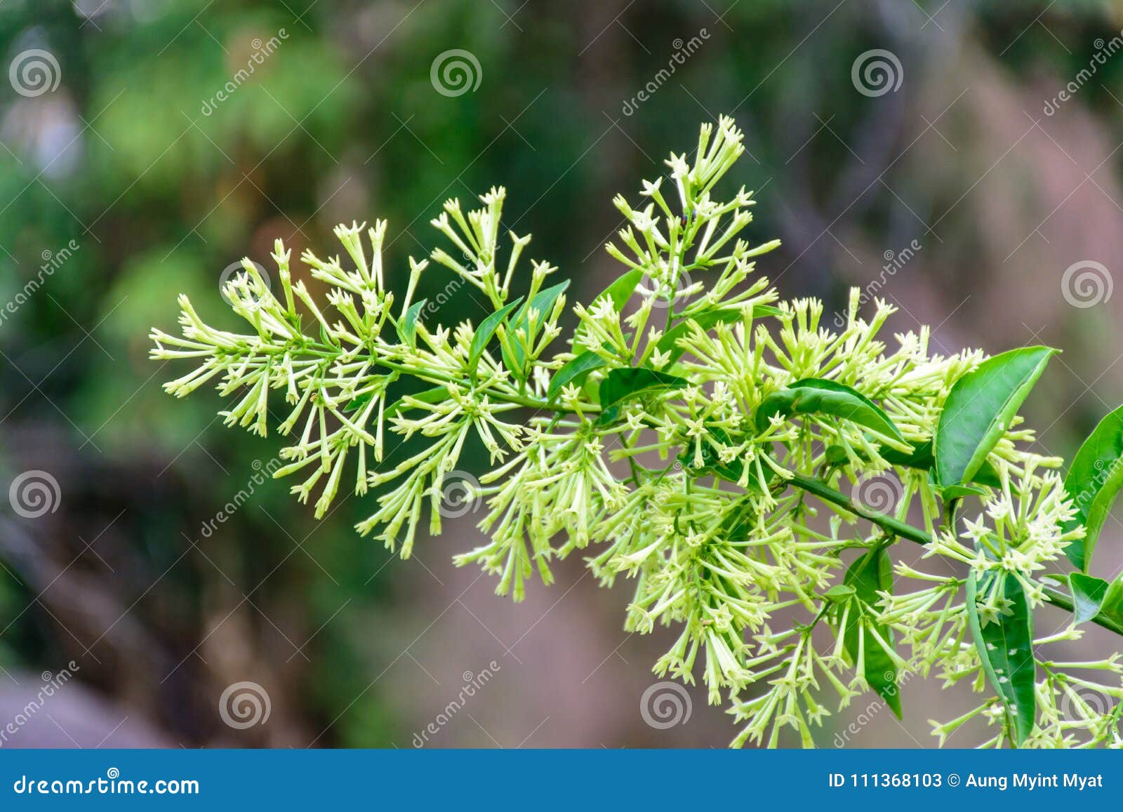 Photo of Night Jasmine Flower Stock Image Image of family, greeting