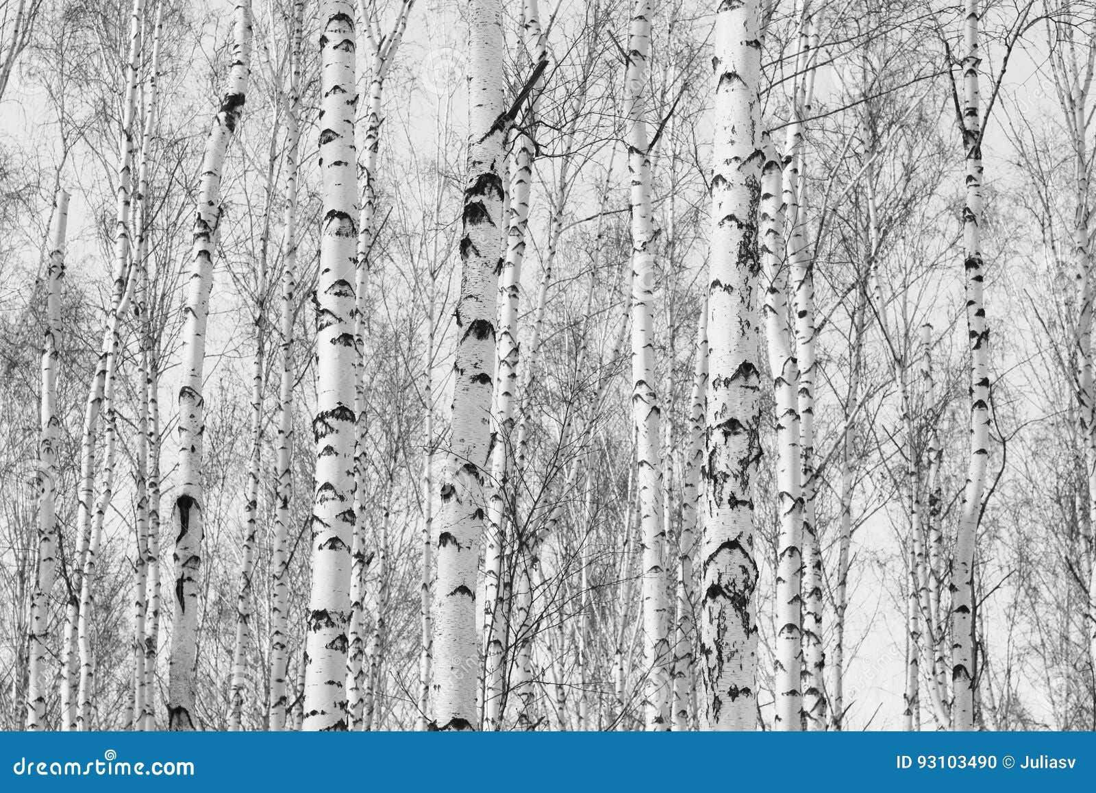 Gratuit Images Photo Noire Et Blanche De Verger De Bouleau En Automne Photo Stock actualisé salutations
