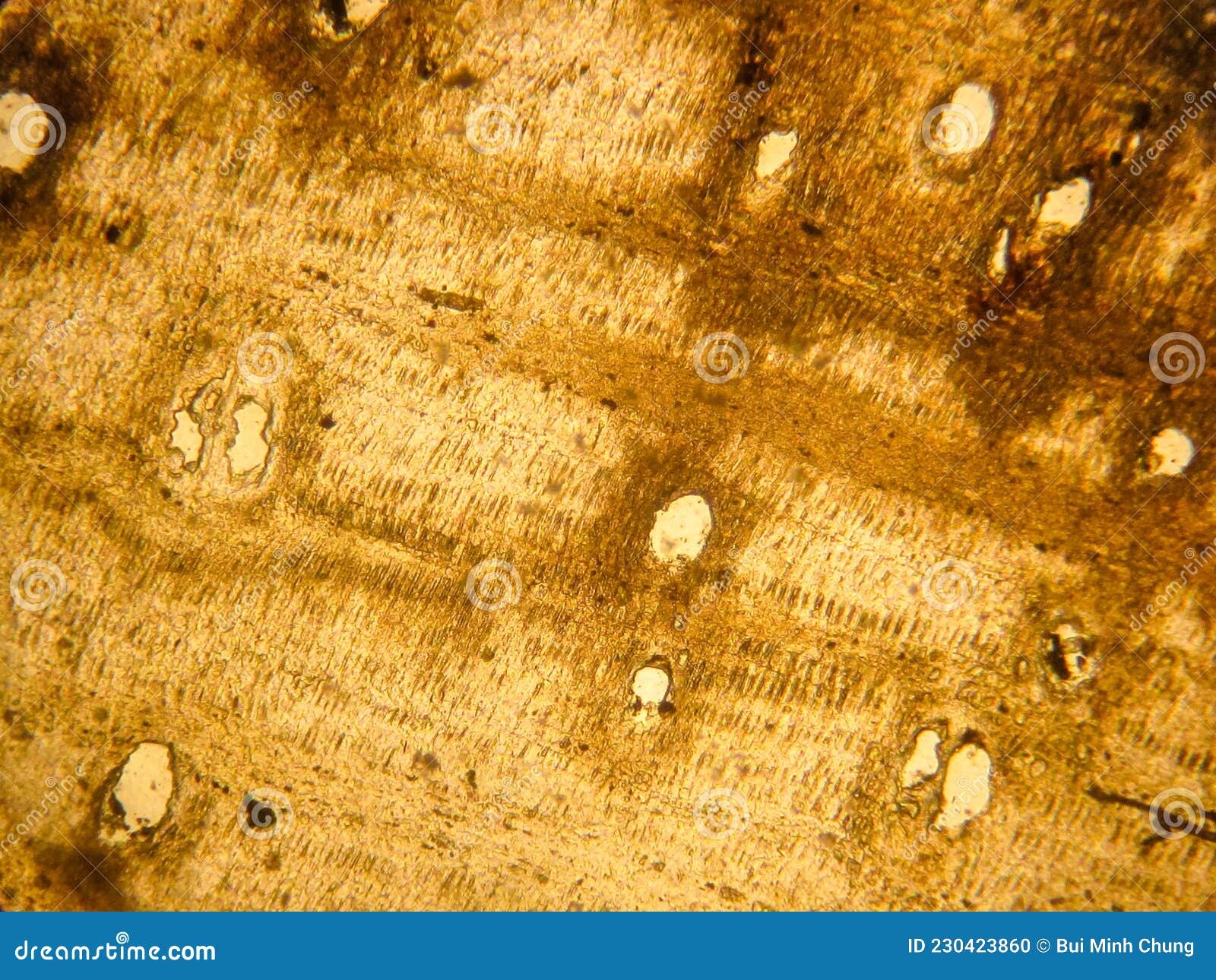 Photo of the Optical Mineralogy and Thin Section Microscopy of
