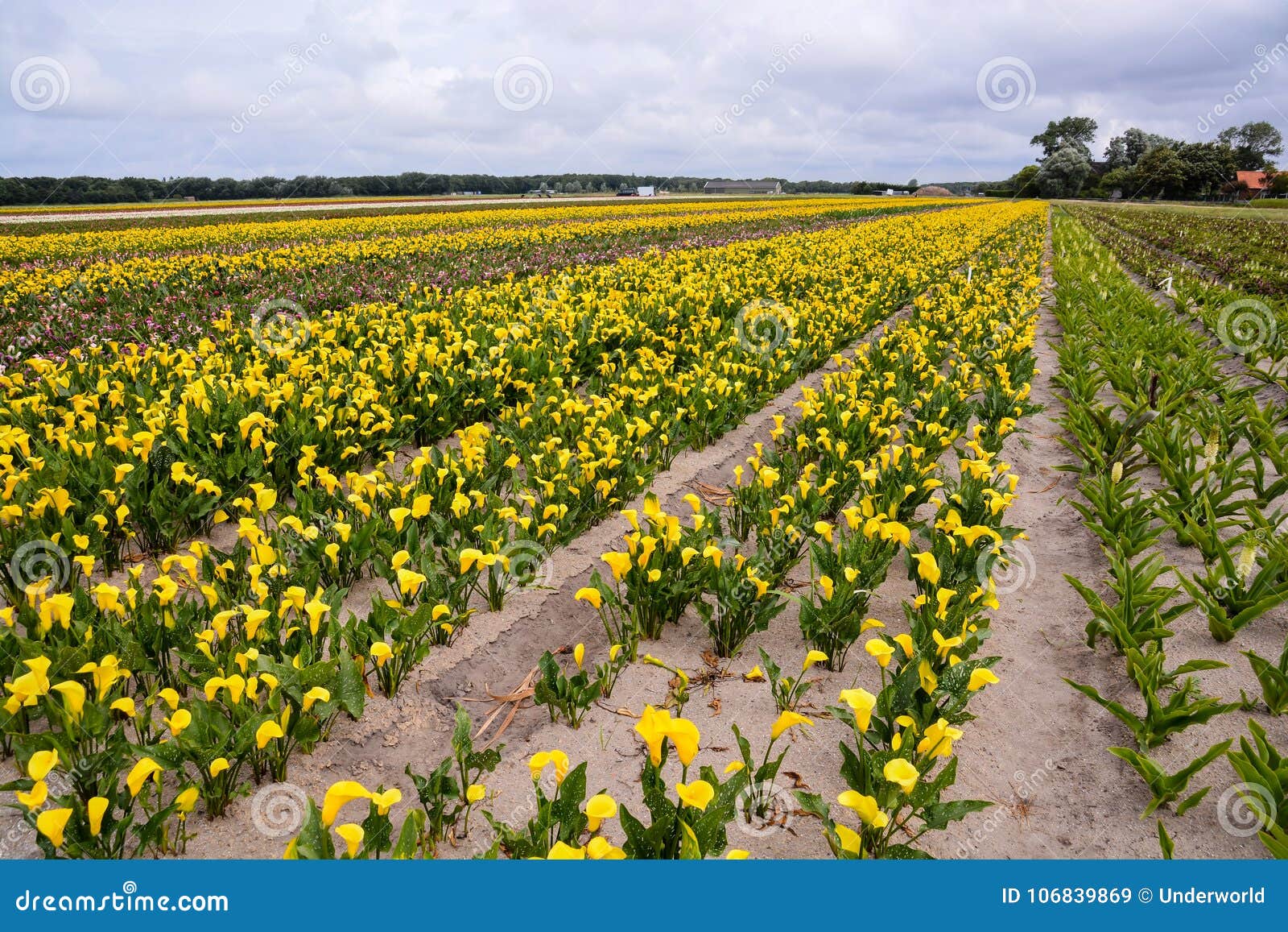 Calla Garden Field Cultivation Stock Image - Image of lilopsida ...