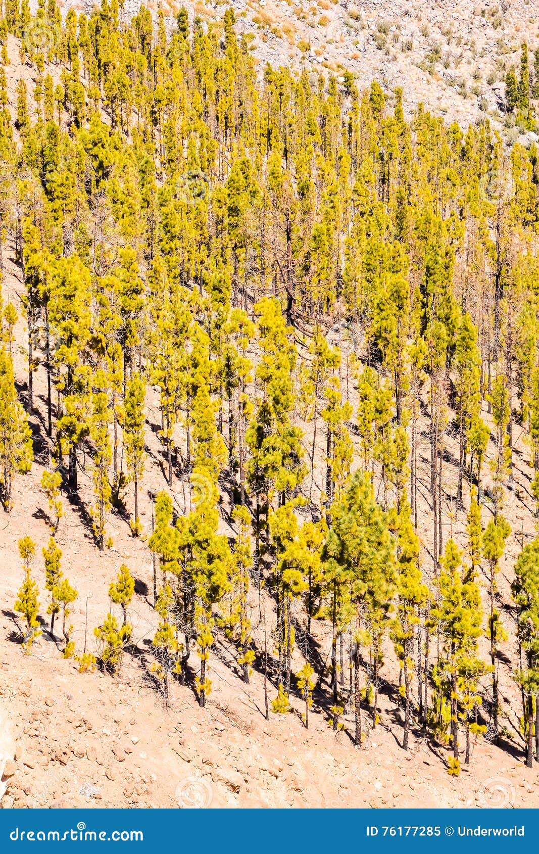 Pine Tree Green Forest stock image. Image of forest, natural 76177285