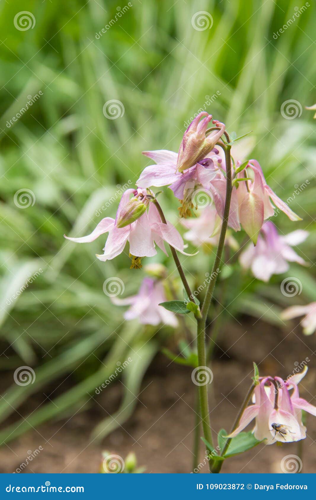 A Photo of Pink Aquilegia Flowers in a Garden. Common Names of ...