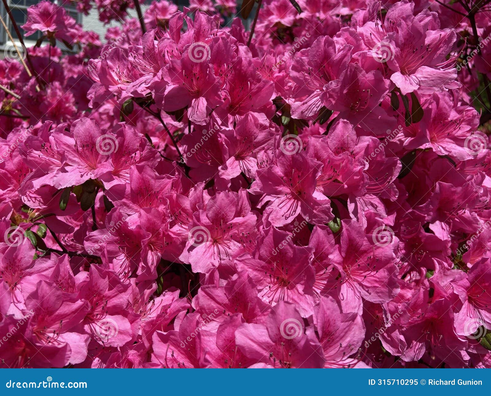 pink sunlit azalea flowers in spring in april