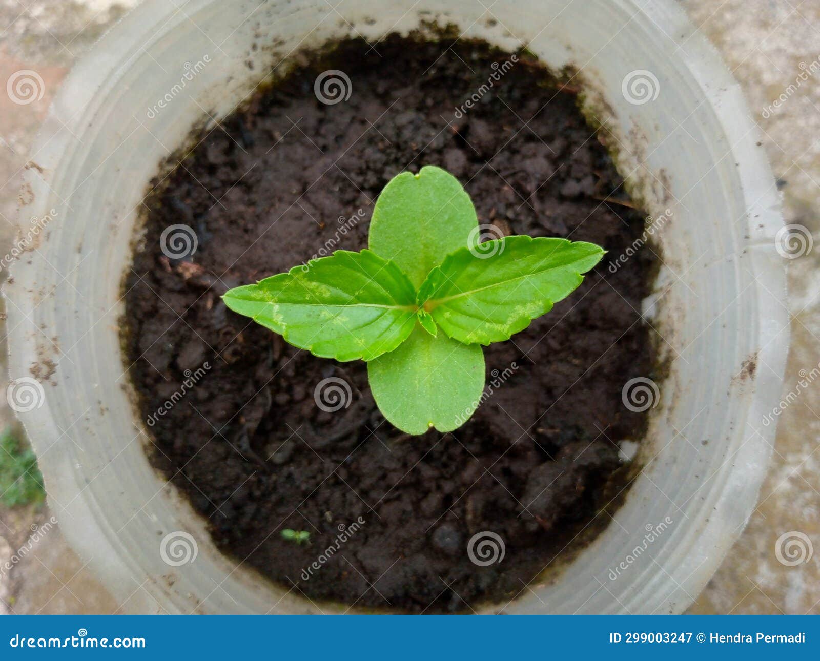Photo of Plant Buds in Used Plastic Cups Stock Image Image of leaf