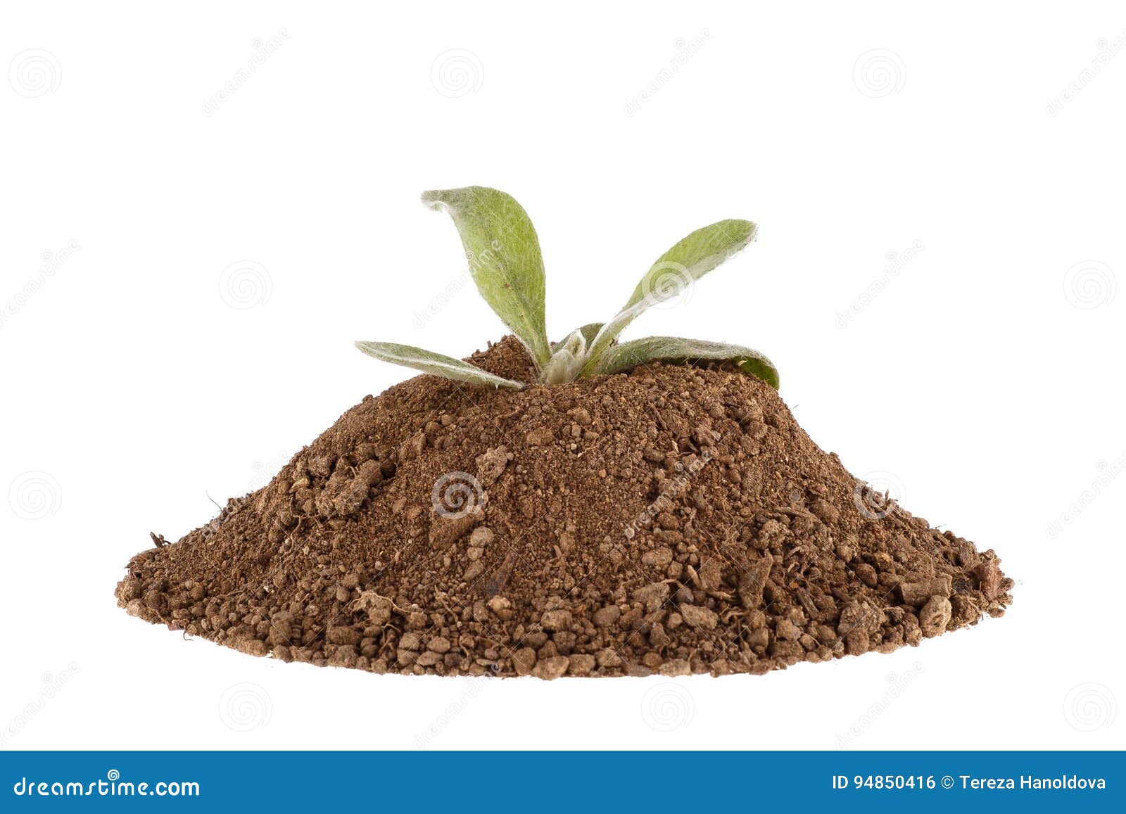 Photo Of A Plant Growing On A Hill Of Clay Isolated On A White