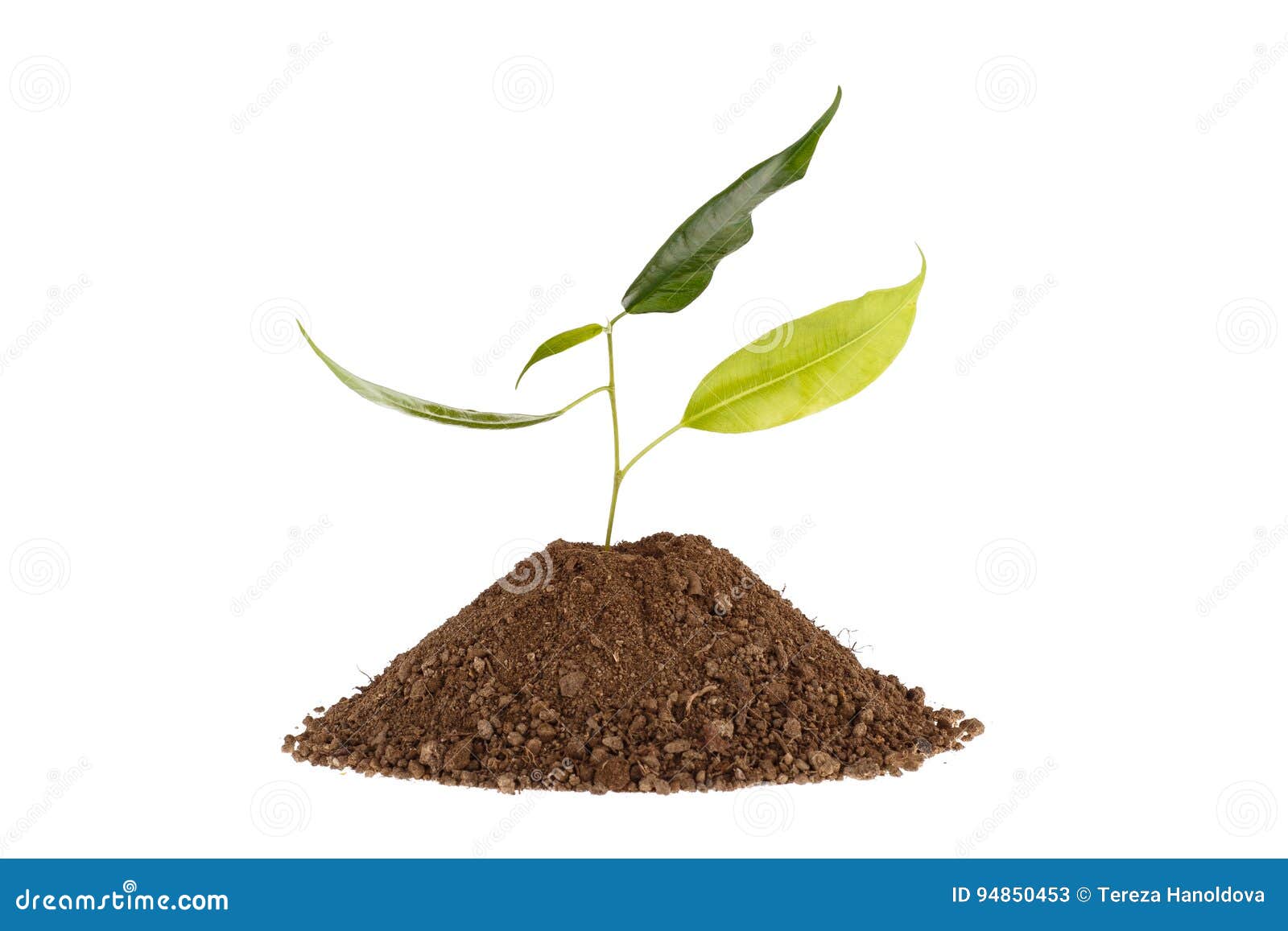 Photo Of A Plant Growing On A Hill Of Clay Isolated On A White