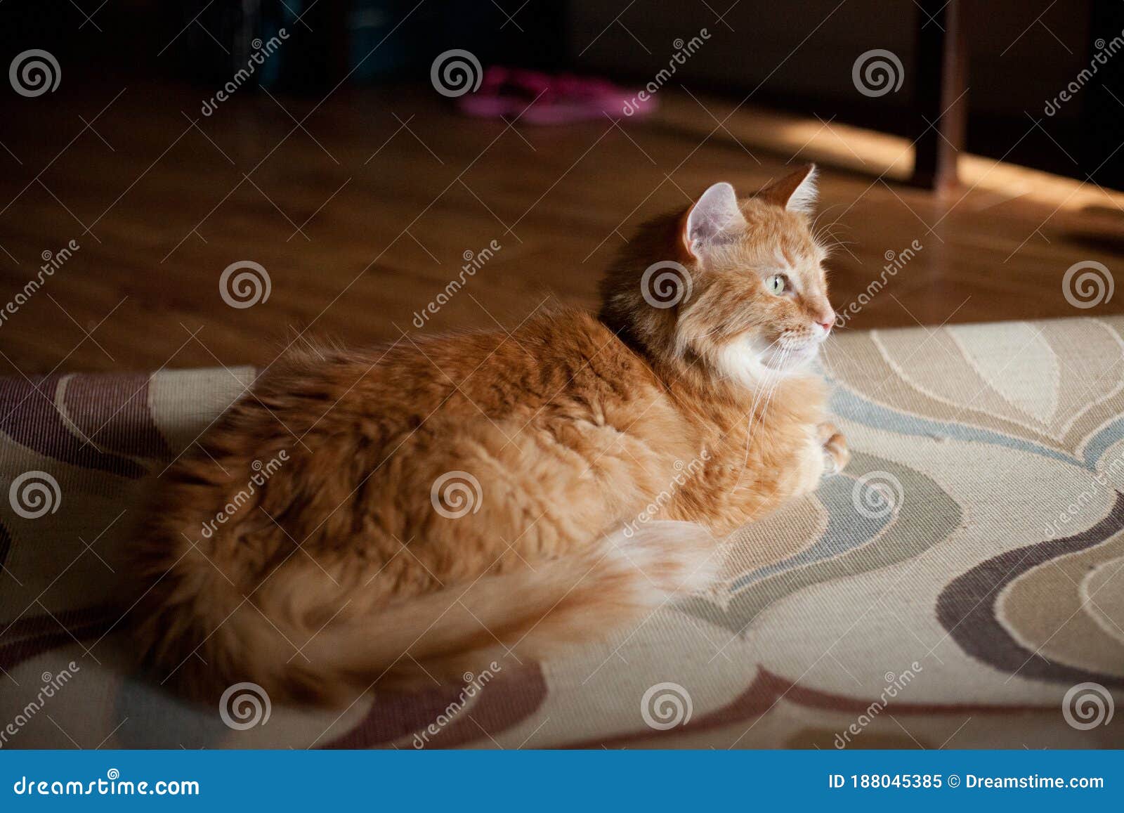 Portrait of Orange Tabby Cat in Apartment Living Room Stock Image ...