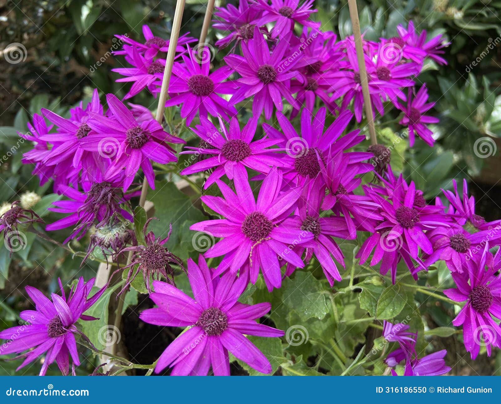 Pretty Purple Flowers in the Shade in Spring in April Stock Photo ...