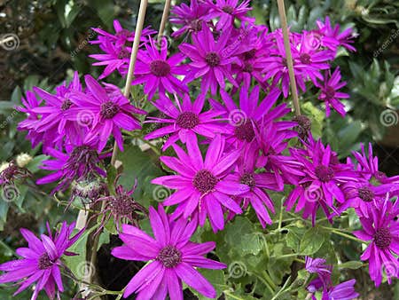 Pretty Purple Flowers in the Shade in Spring in April Stock Photo ...