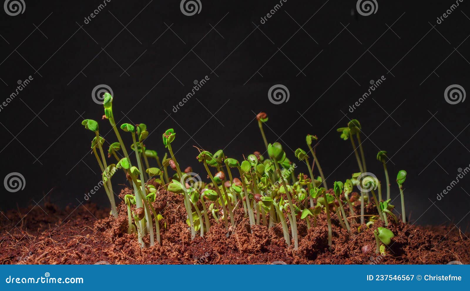 Photo of Radish Daikon Seed Germination in Dark Stock Image Image of