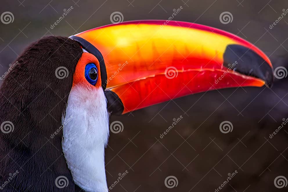 Photo of a Ramphastos Toco Aka Tucano-toco, Typical Bird of the