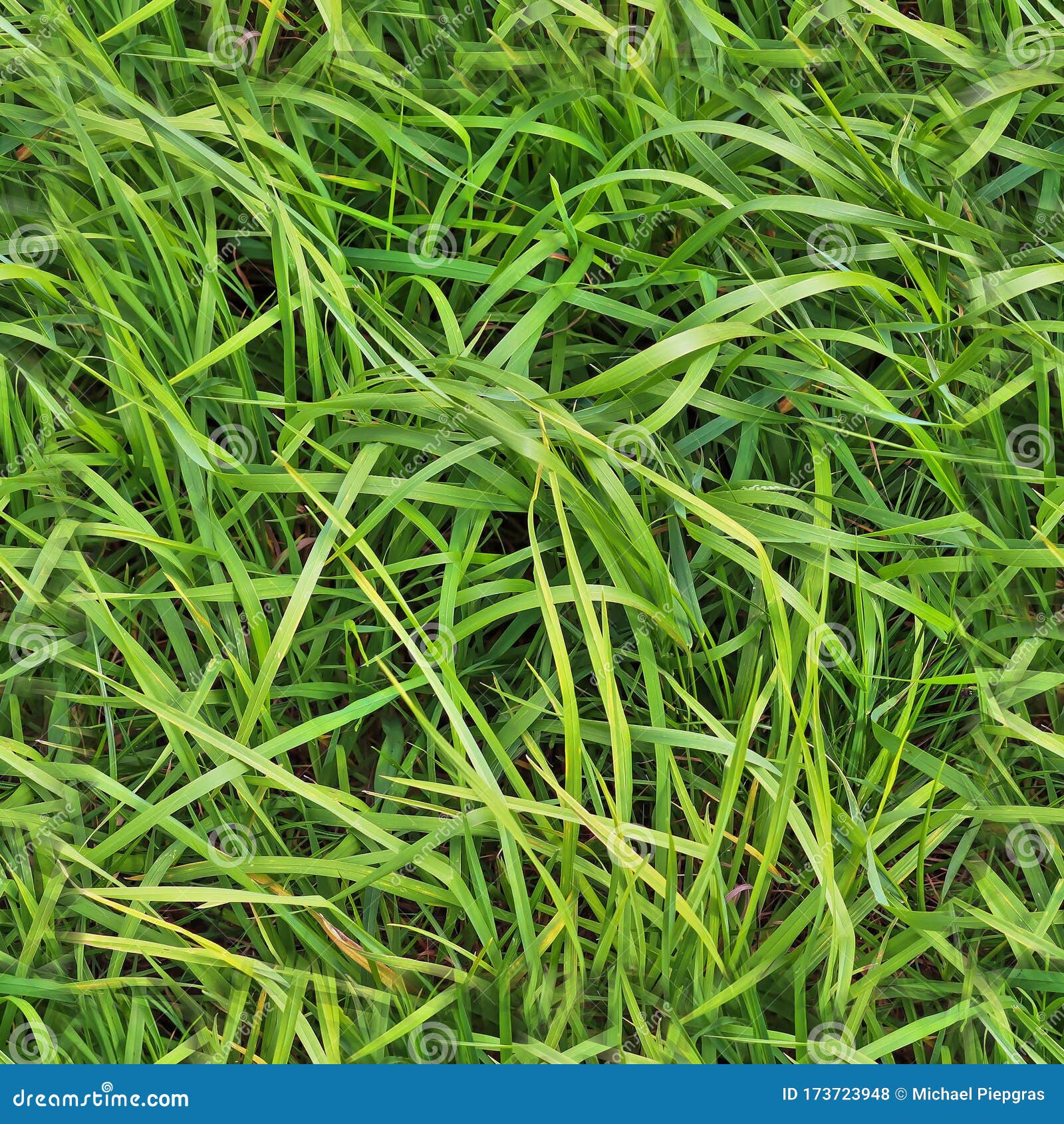 photo realistic seamless grass texture in high resolution with more than 6 megapixel