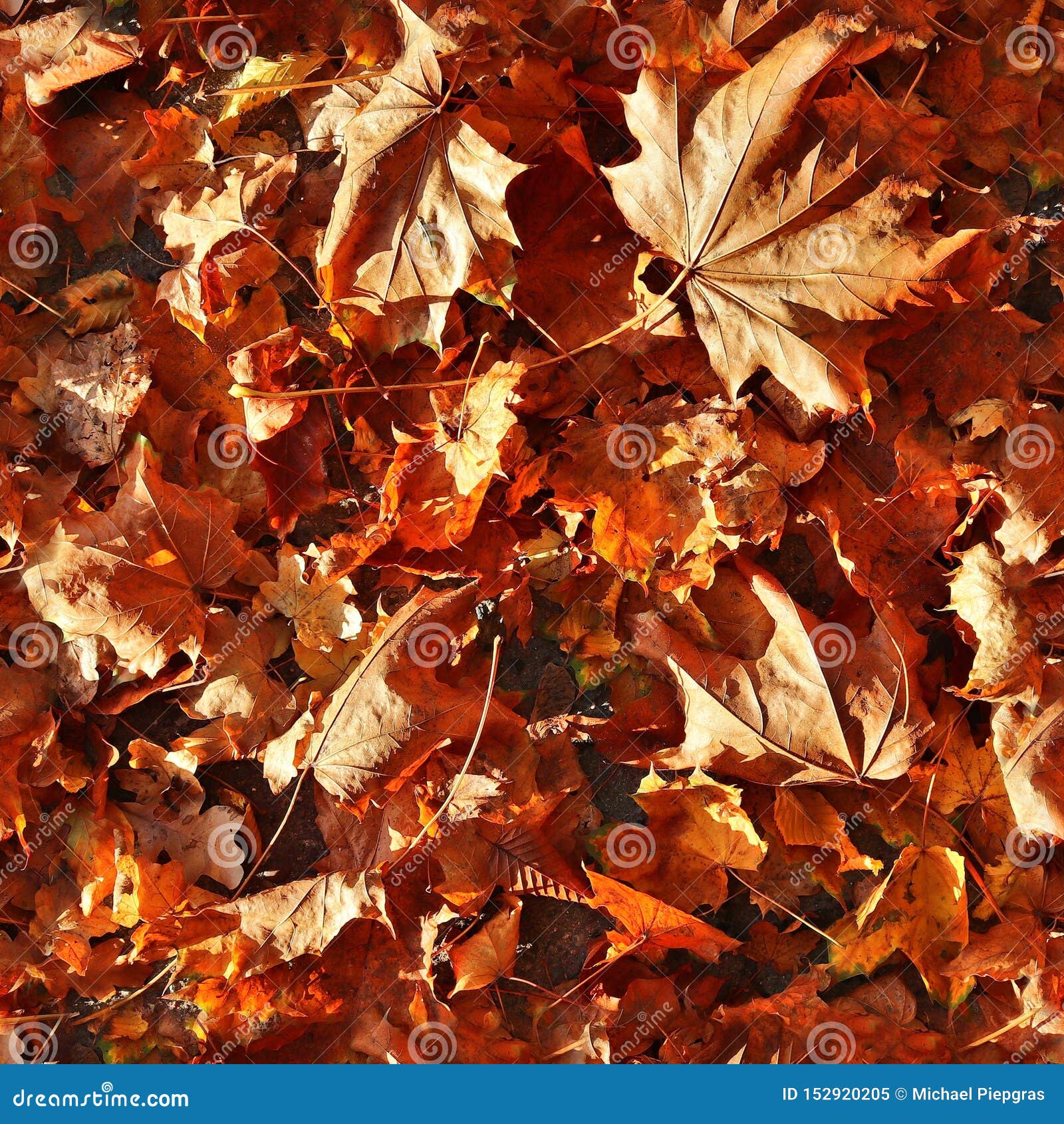 Photo Realistic Seemless Texture Pattern of Autumn Leaves on a Forest