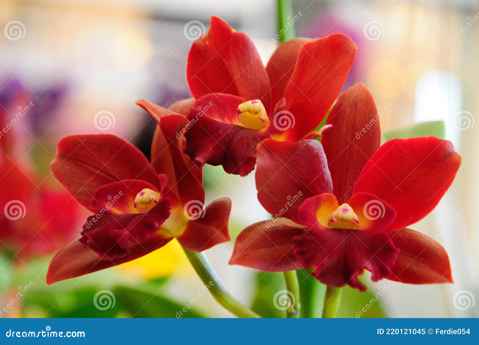 Red Cattleya Orchids stock image. Image of beauty, flower 220121045