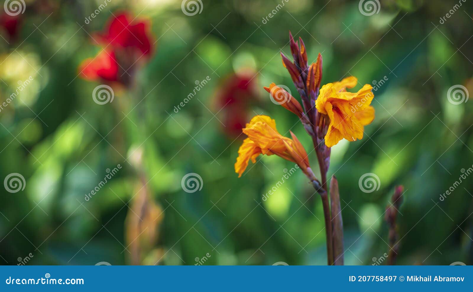 Photo Red Flowers in the Garden, Background Texture Stock Image Image