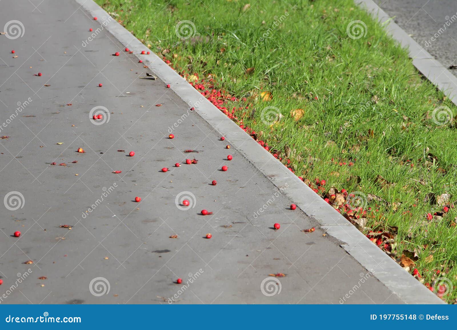 photo of red hawthorn berries on the asphalt in the city.