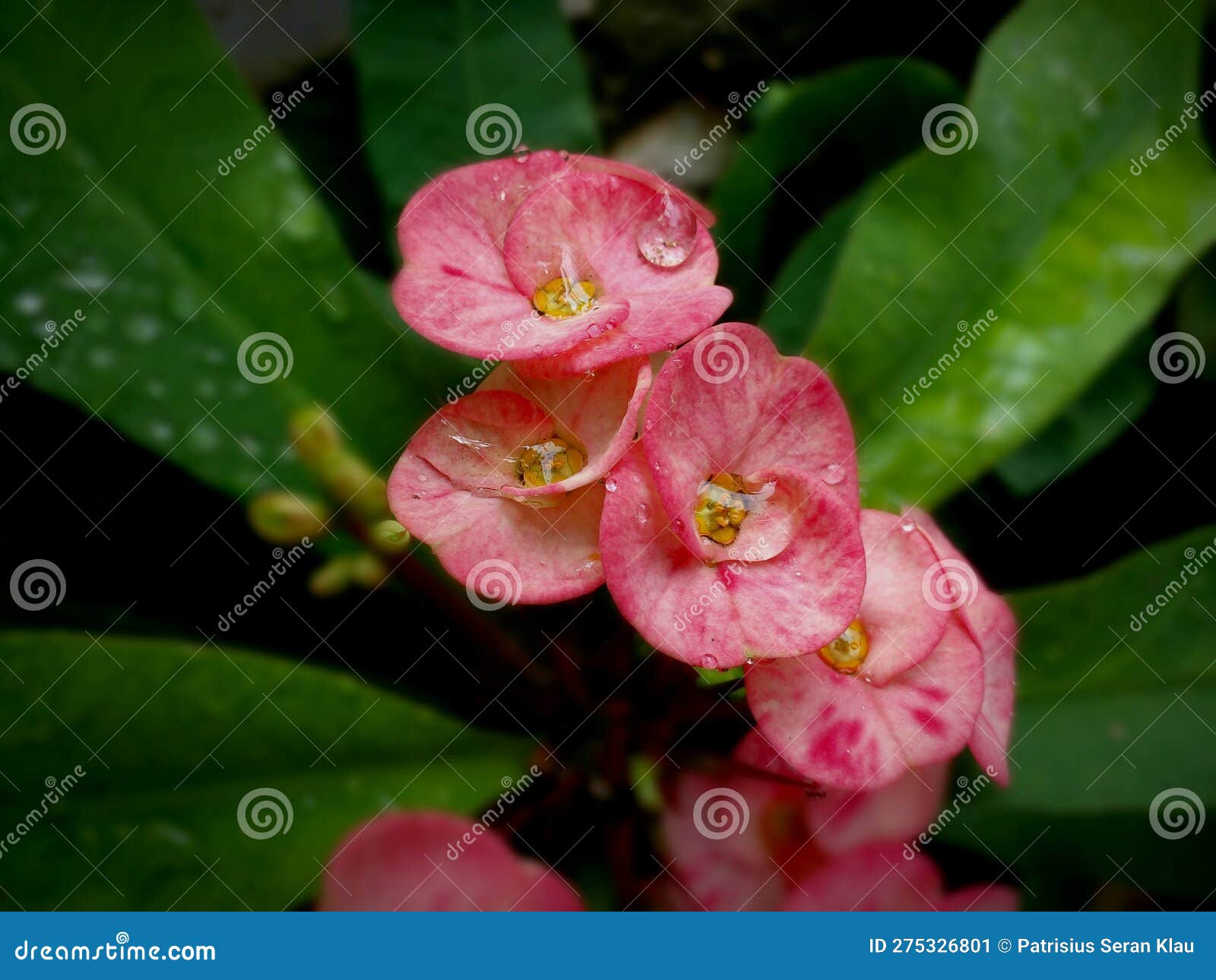 Photo of Remaining Raindrops on Tiny Flower Petals in Bloom Stock Image