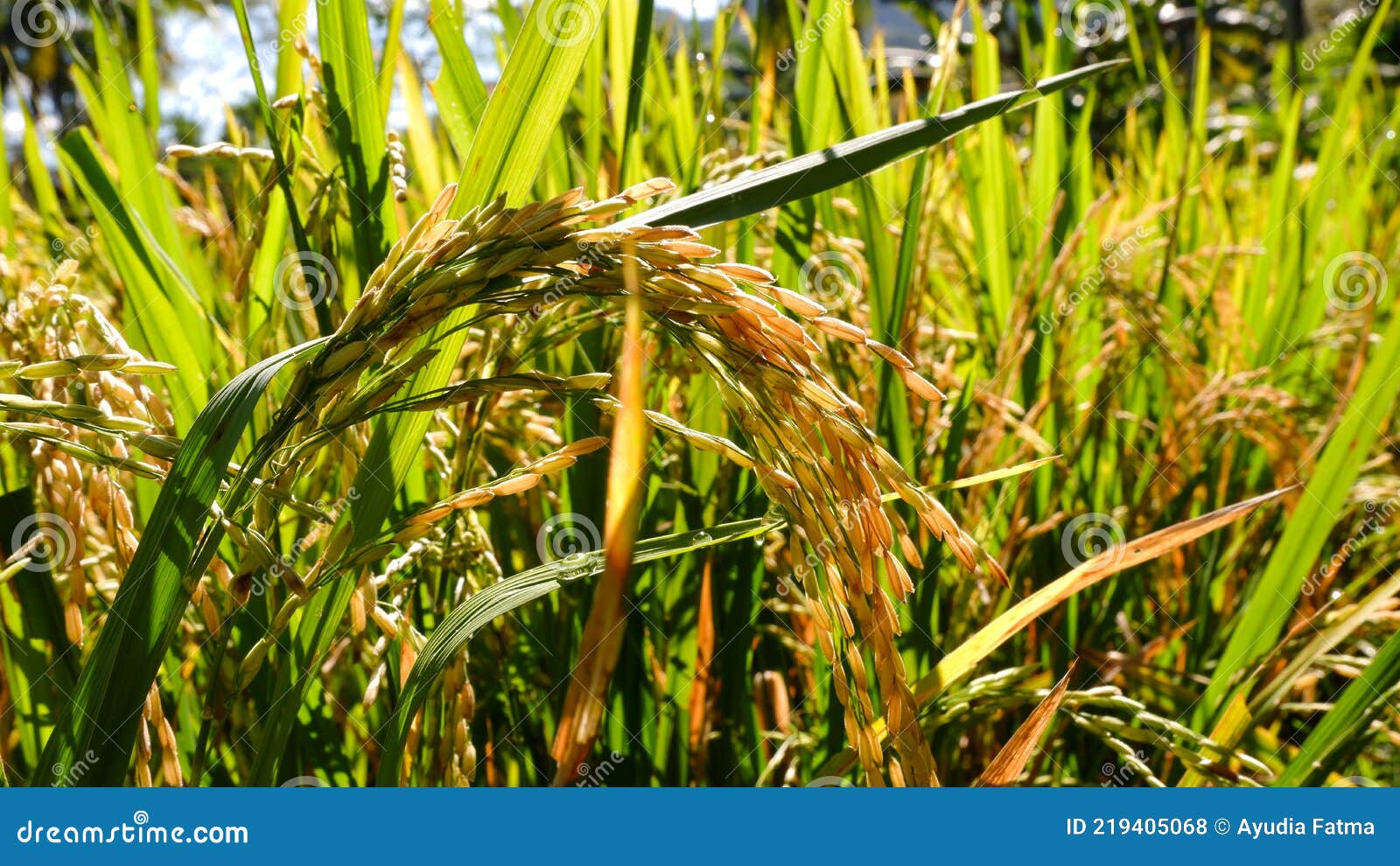 Photo of Rice Fields with Rice that Has Turned Yellow and Ready To Be
