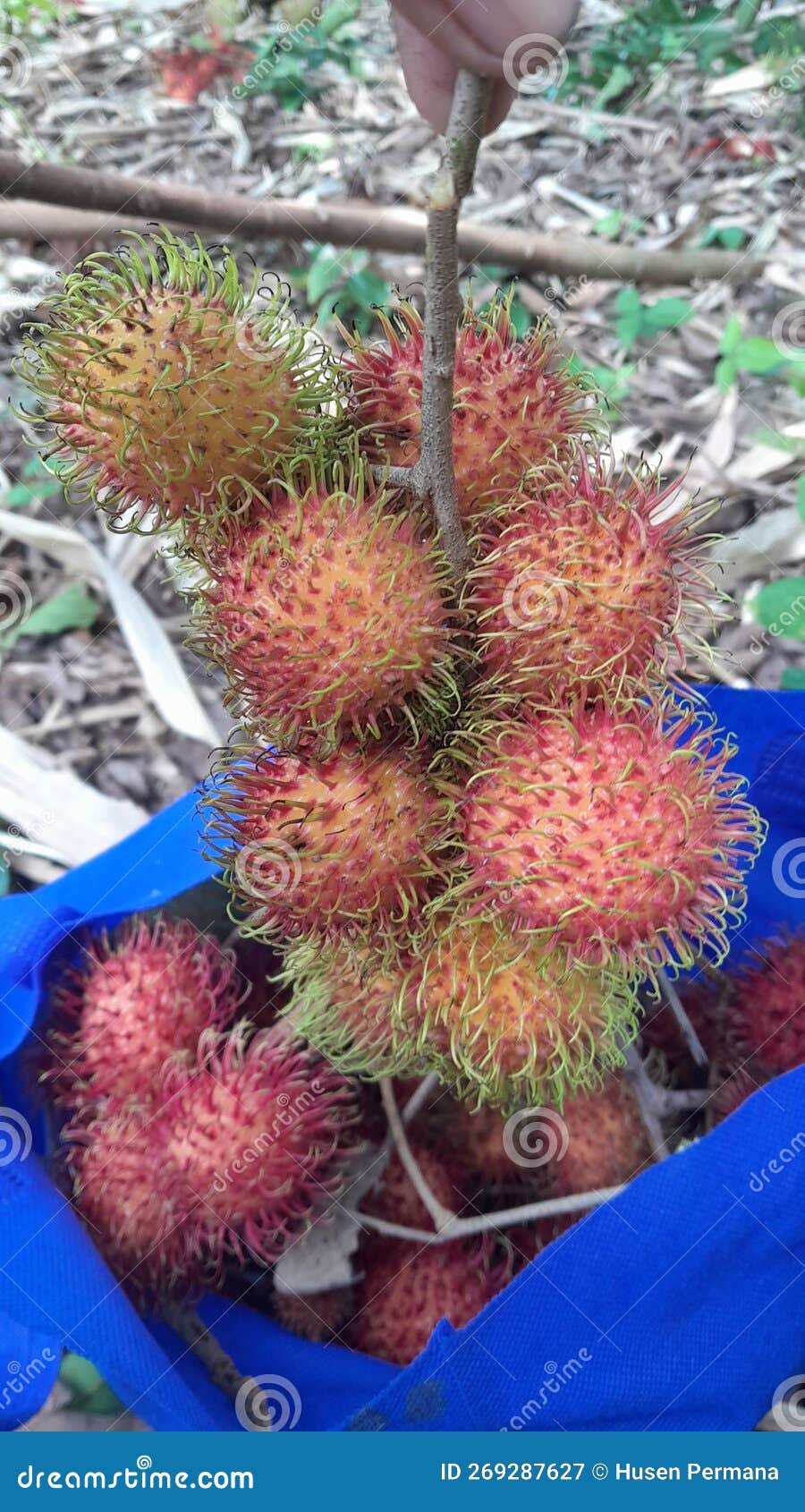 Ripe rambutan fruit stock image. Image of strawberry 269287627